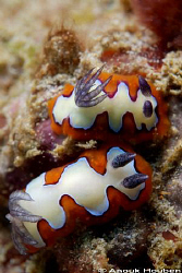 Pair of Chromodoris fidelis. Picture taken off Hikkaduwa,... by Anouk Houben 